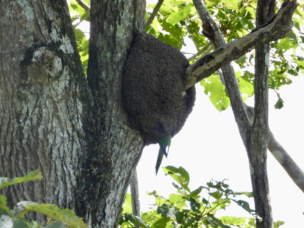 Orange-fronted Parakeet - ML647423959