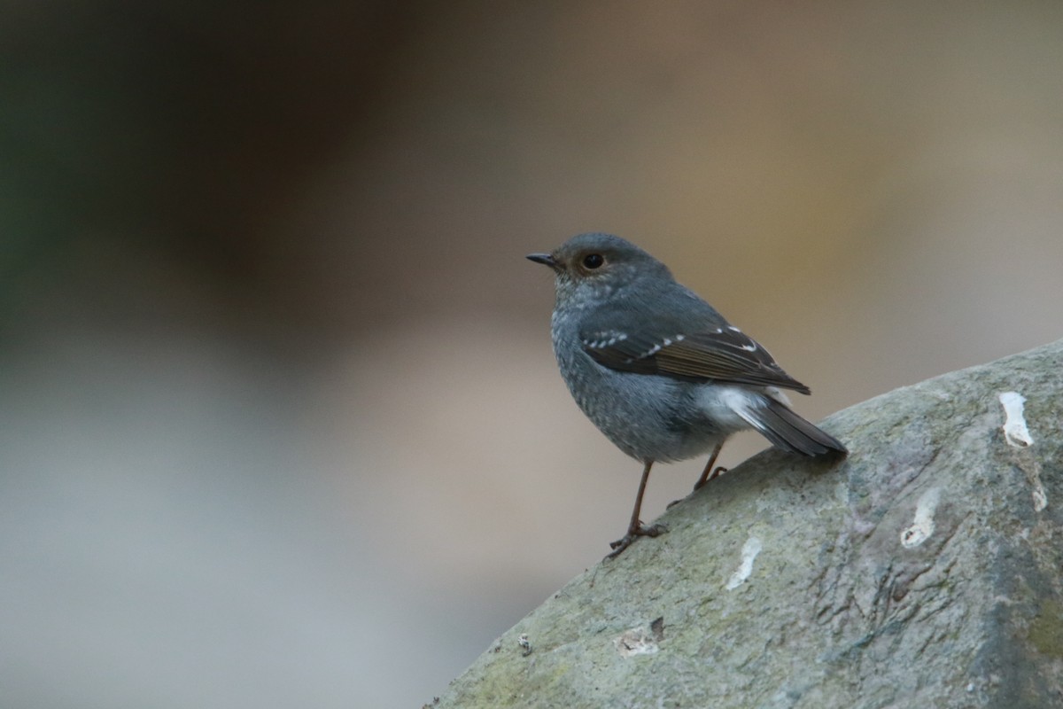 Горихвістка сиза - ML647423974