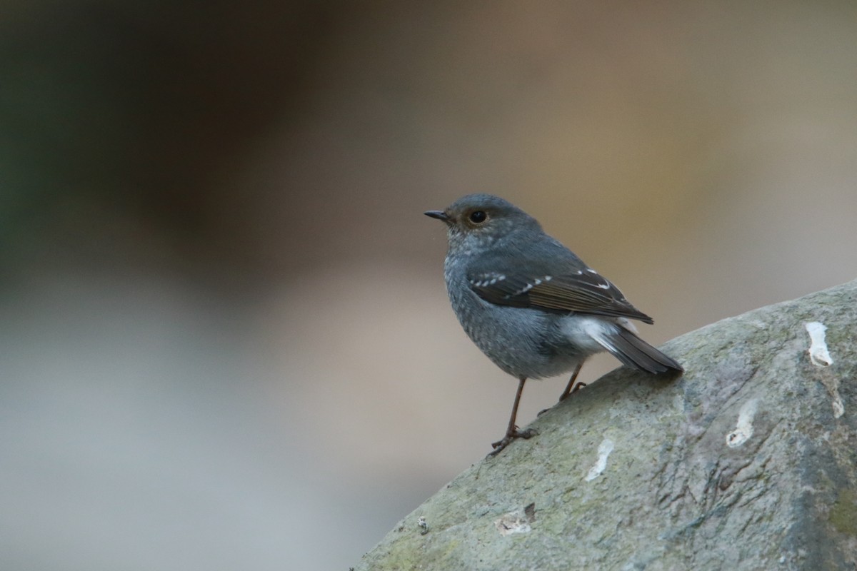 Горихвістка сиза - ML647423975