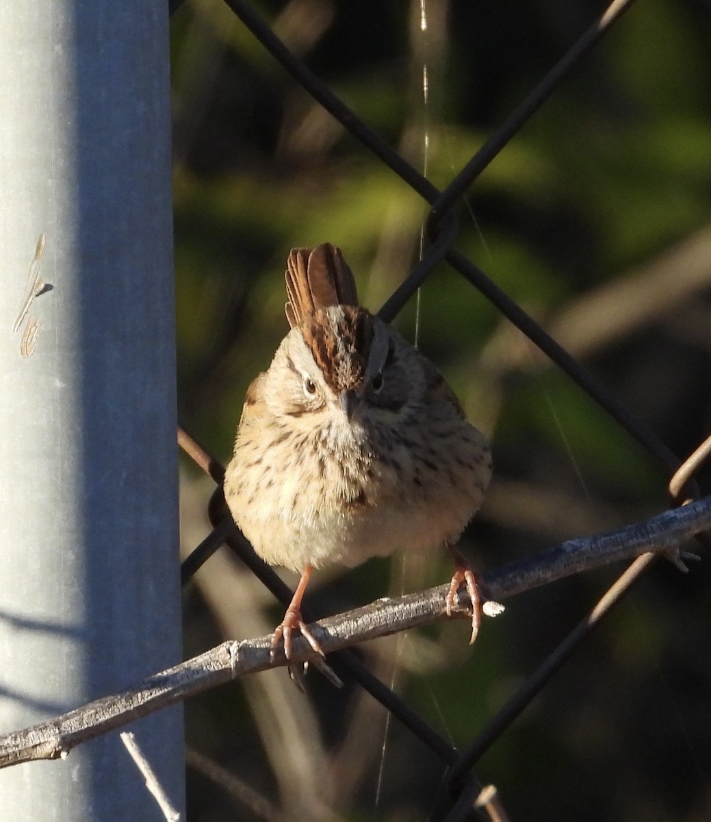 Lincoln's Sparrow - ML647423980