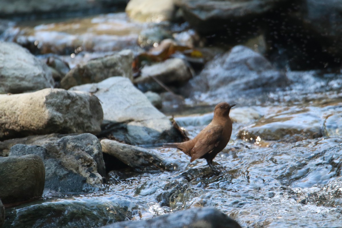 Пронурок бурий - ML647424010