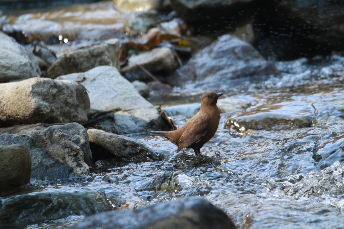 Пронурок бурий - ML647424011