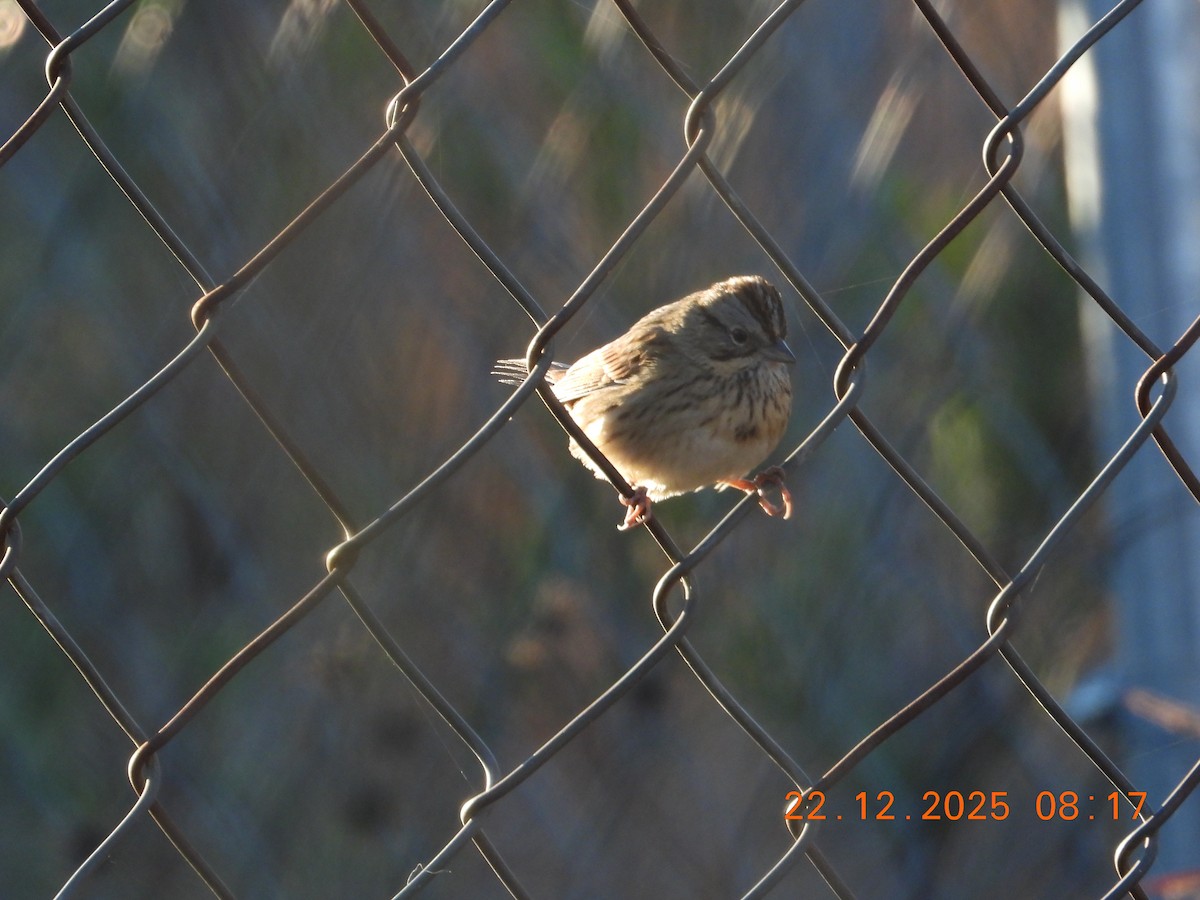 Lincoln's Sparrow - ML647424023