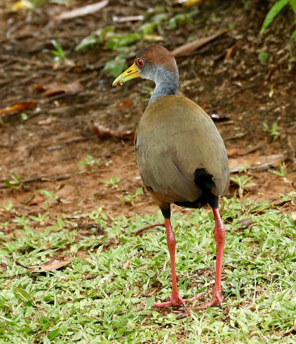Russet-naped Wood-Rail - ML647424082