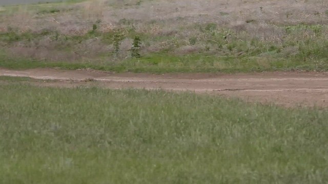 Black Lark - ML647424102