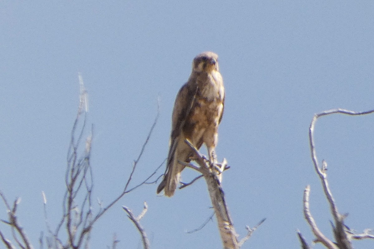 Brown Falcon - ML647424104