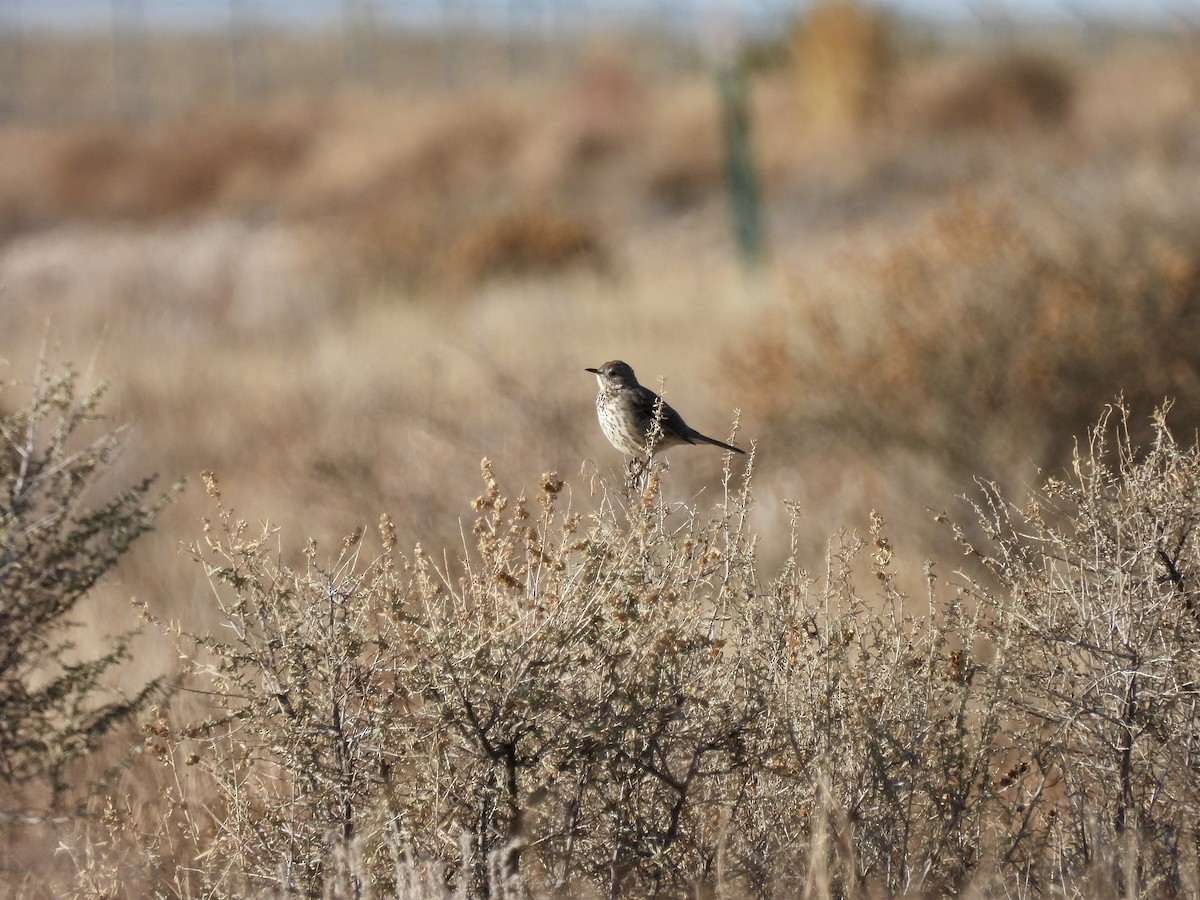 Sage Thrasher - ML647424114