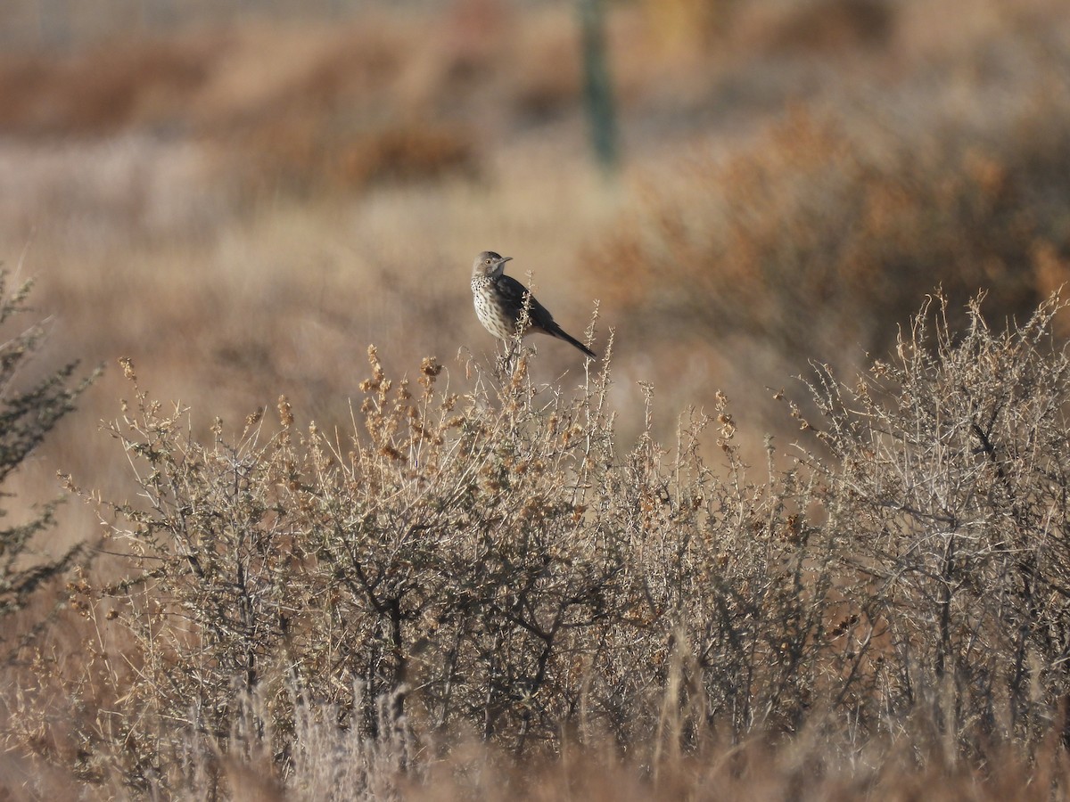 Sage Thrasher - ML647424115