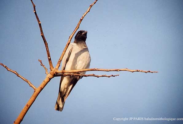 Black-faced Cuckooshrike - ML647424142