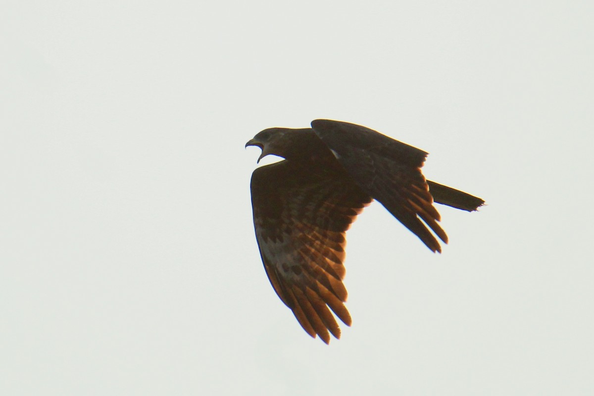 European Honey-buzzard - ML647424208