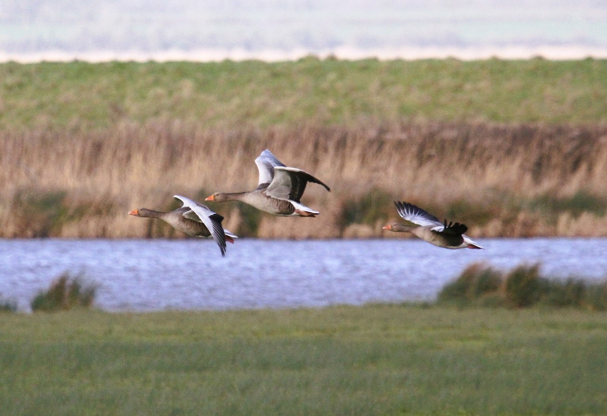 Boz Kaz - ML647424231