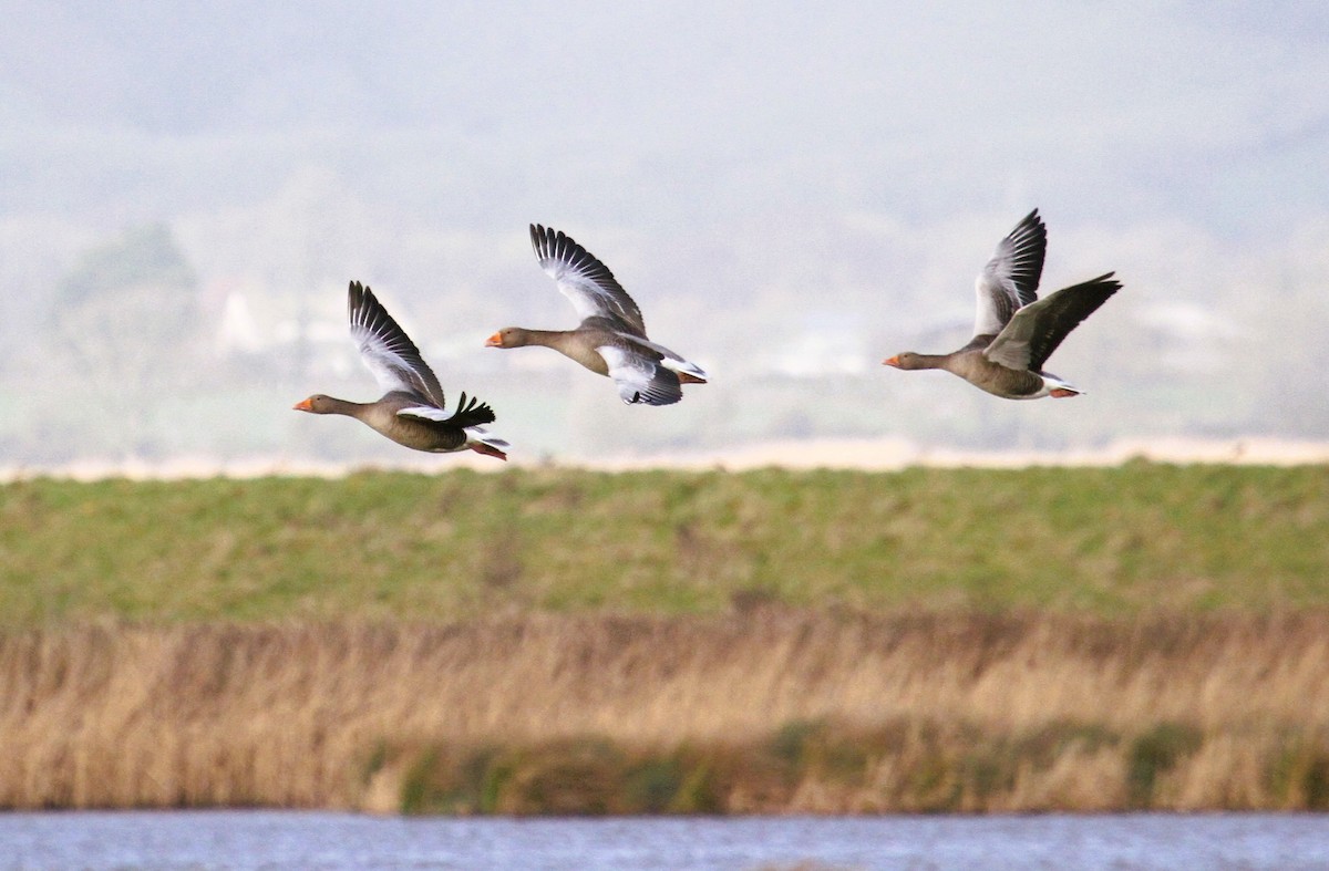 Boz Kaz - ML647424232