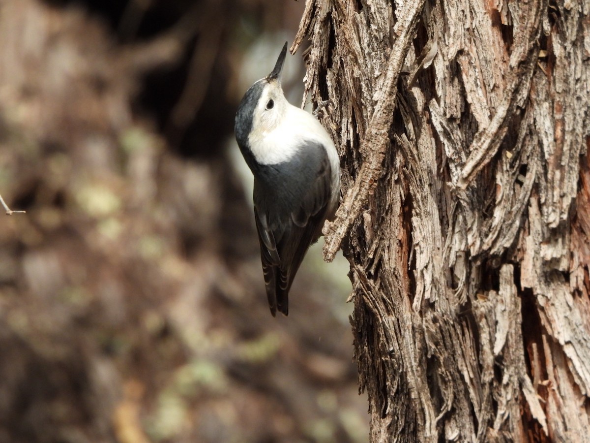 Weißbrustkleiber - ML647424233