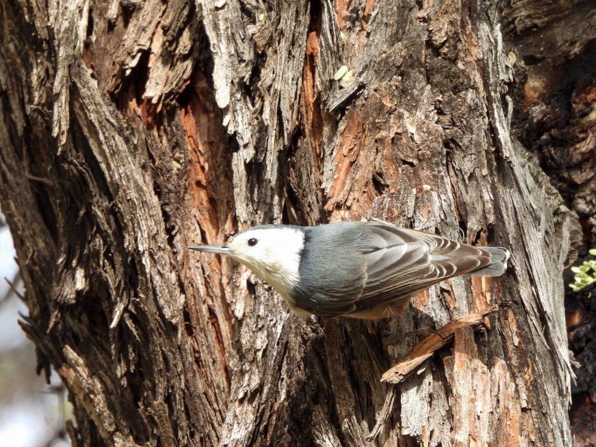 Weißbrustkleiber - ML647424234