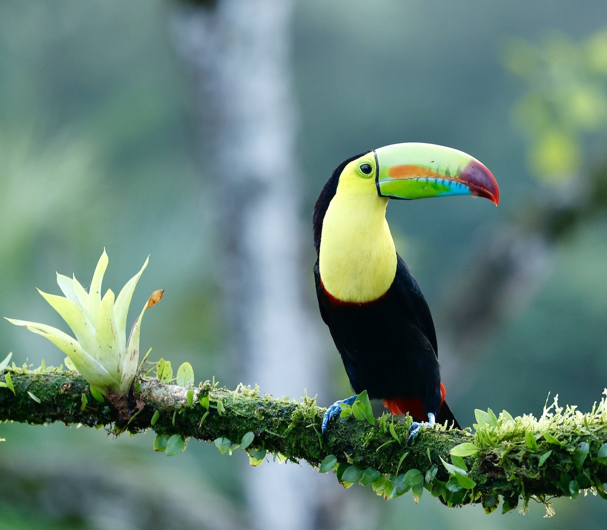 tukan středoamerický - ML647424237