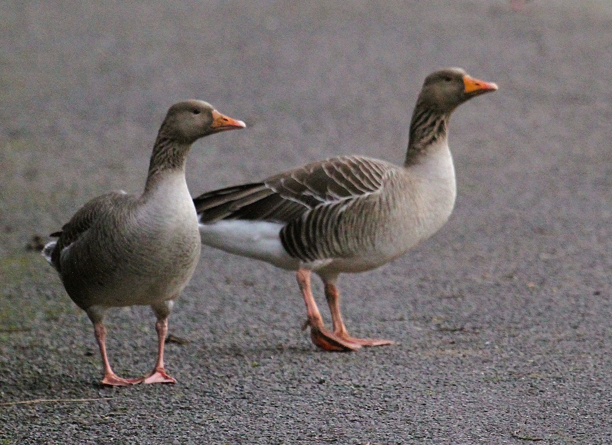 Boz Kaz - ML647424245