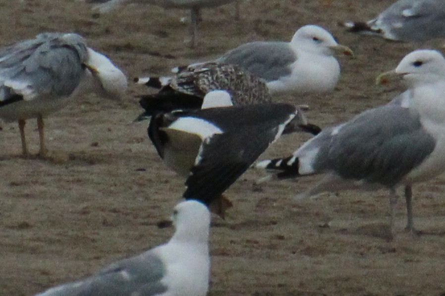 Lesser Black-backed Gull (intermedius/graellsii) - ML647424270
