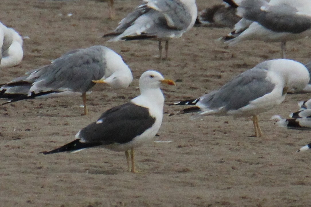 Lesser Black-backed Gull (intermedius/graellsii) - ML647424271