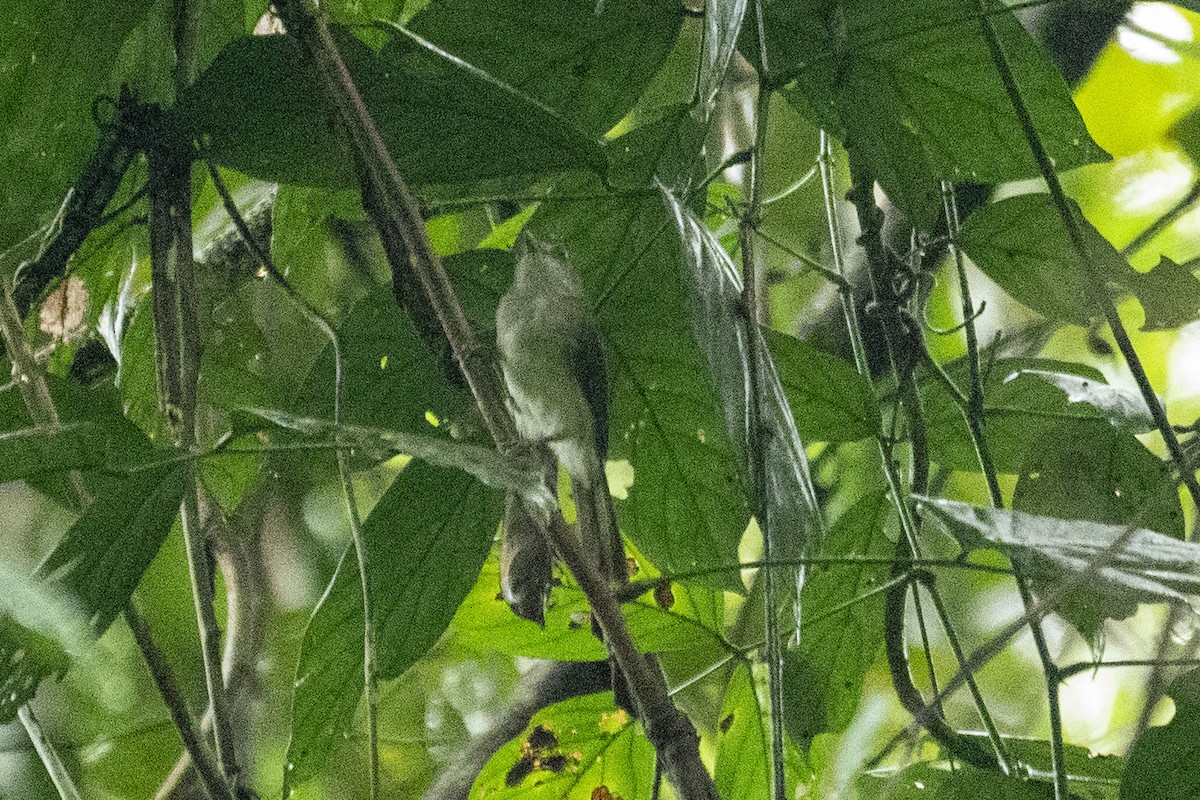 Sooty-capped Babbler - ML647424273