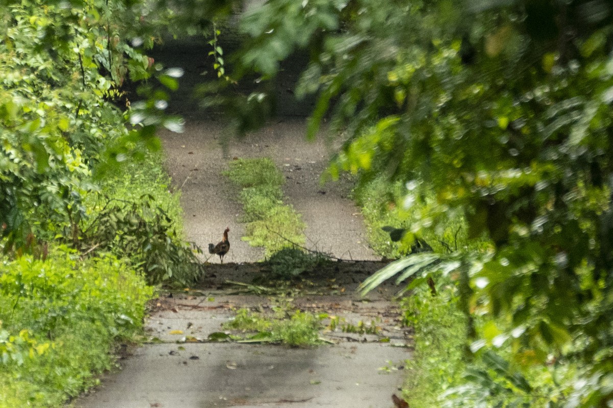 紅原雞 - ML647424274
