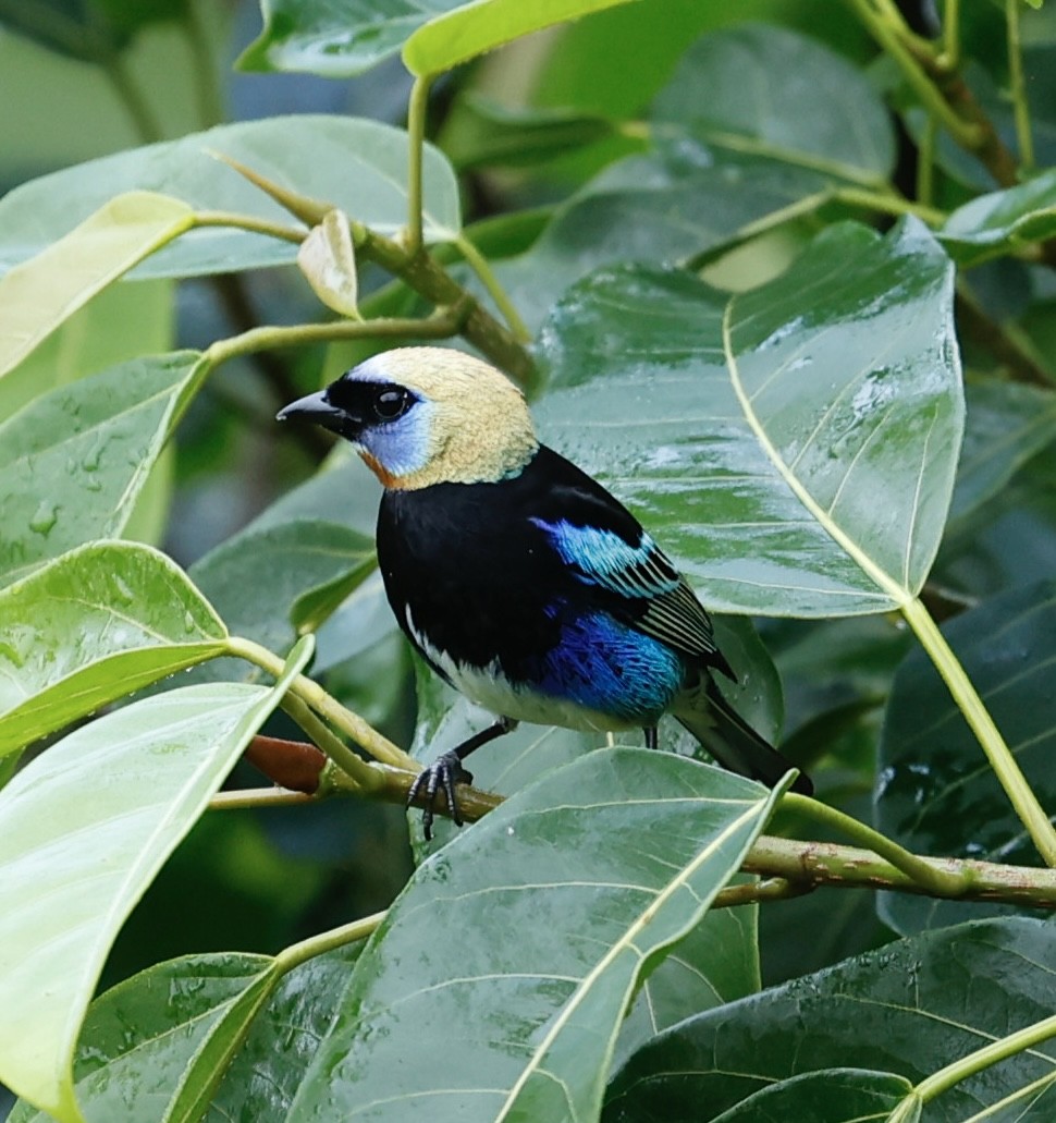 Golden-hooded Tanager - ML647424276