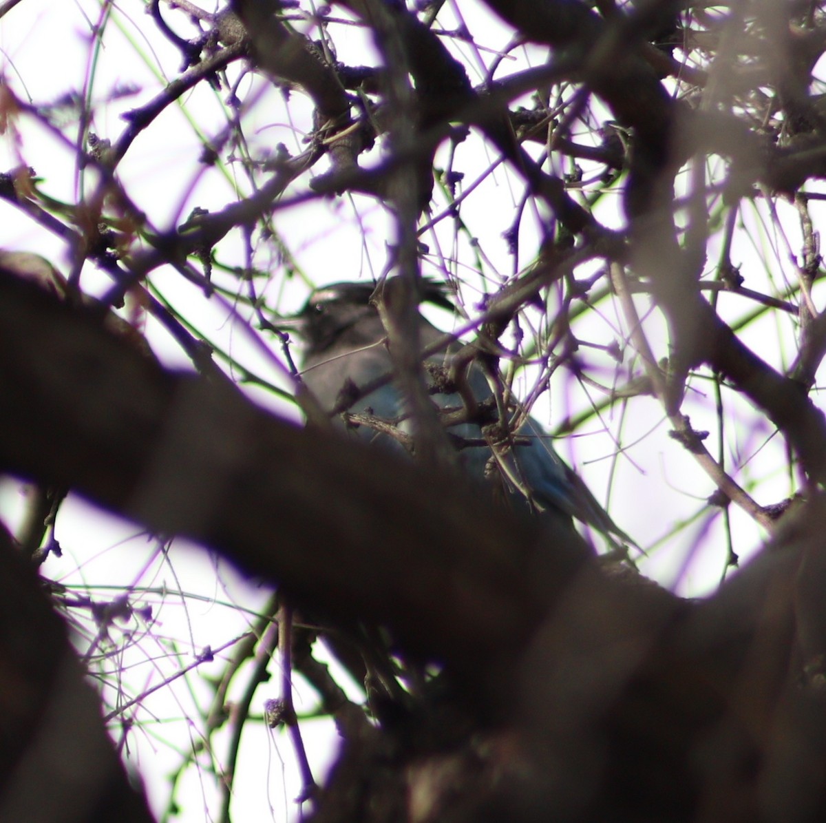 Steller Kargası - ML647424290