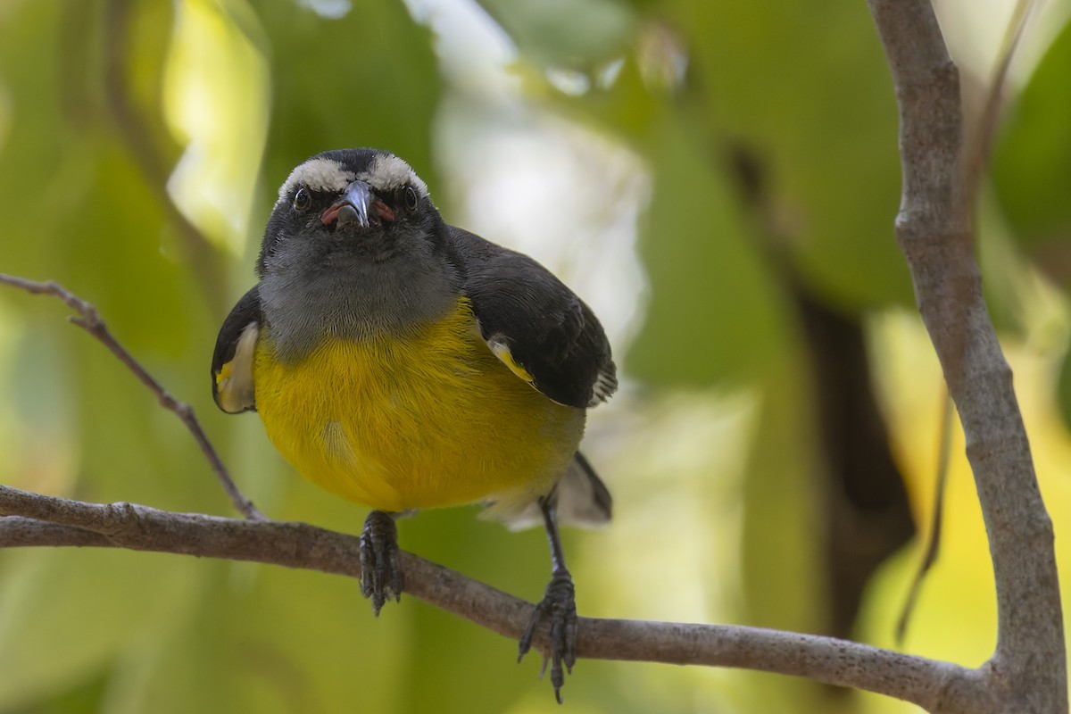 Sucrier à ventre jaune - ML647424306