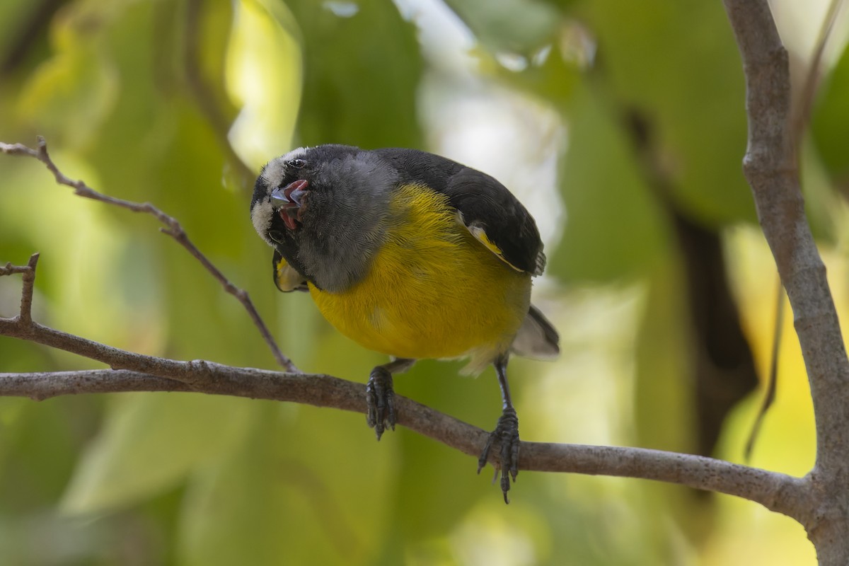 Sucrier à ventre jaune - ML647424307