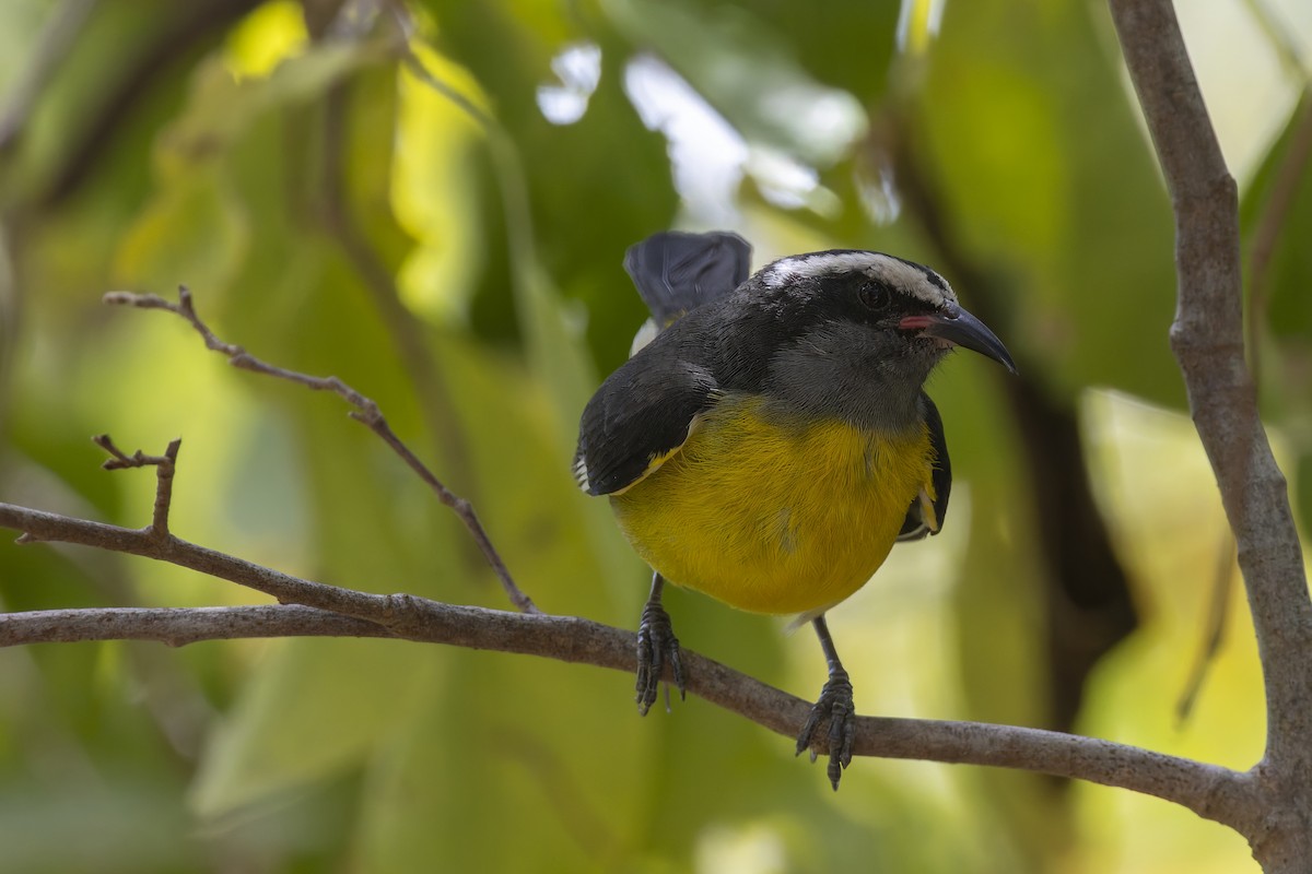 Sucrier à ventre jaune - ML647424308