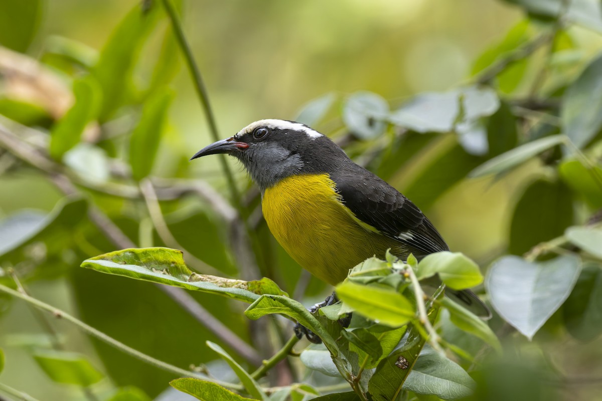 Sucrier à ventre jaune - ML647424309