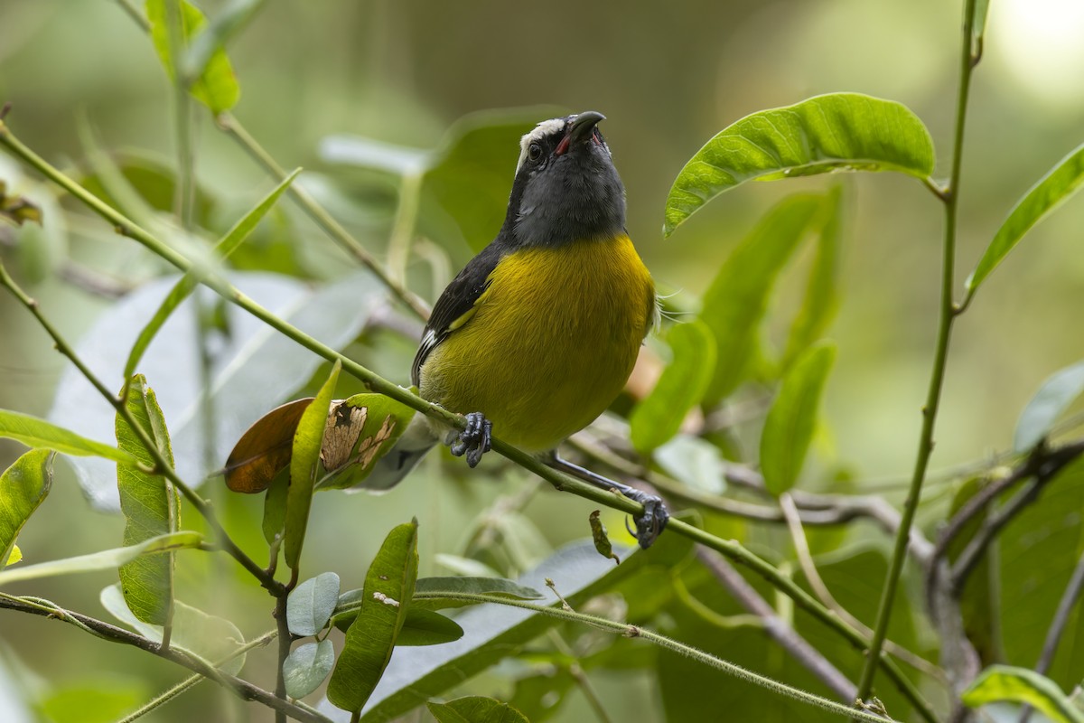 Sucrier à ventre jaune - ML647424310