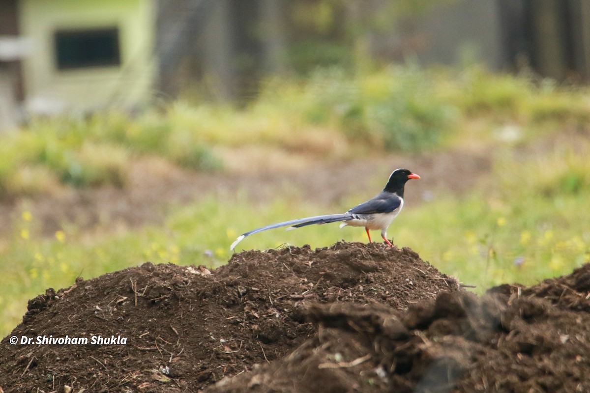 Кіта червонодзьоба - ML647424320