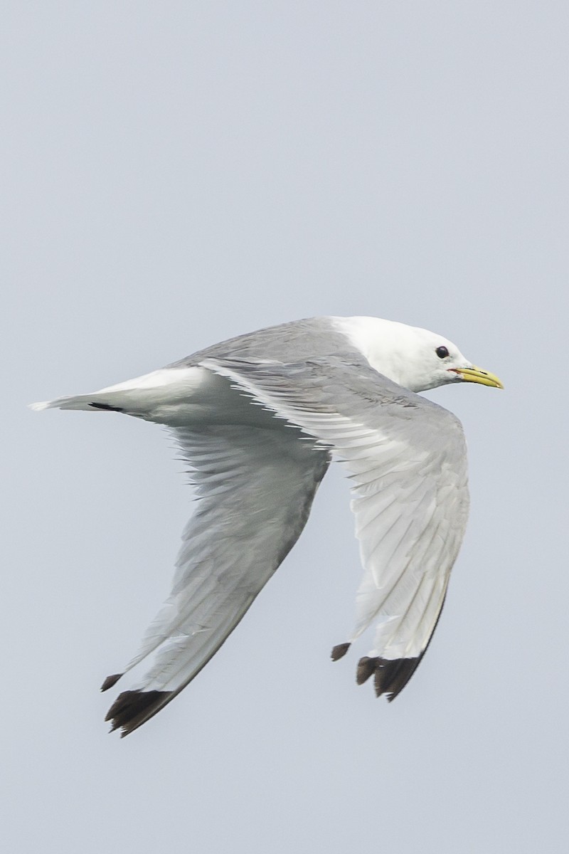 racek tříprstý - ML647424333