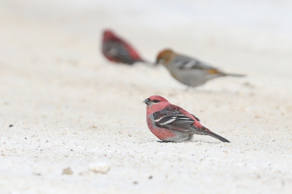 Смеречник тайговий (підвид leucura) - ML647424343