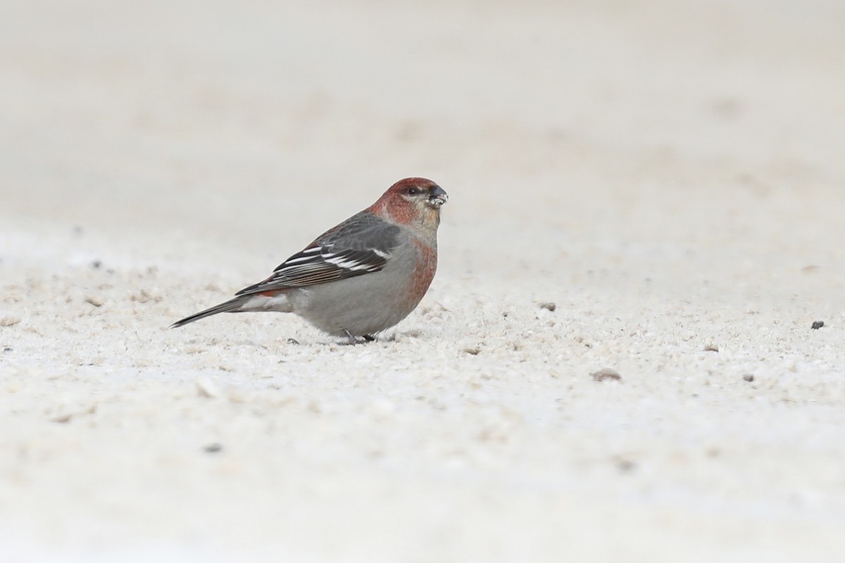 Смеречник тайговий (підвид leucura) - ML647424344