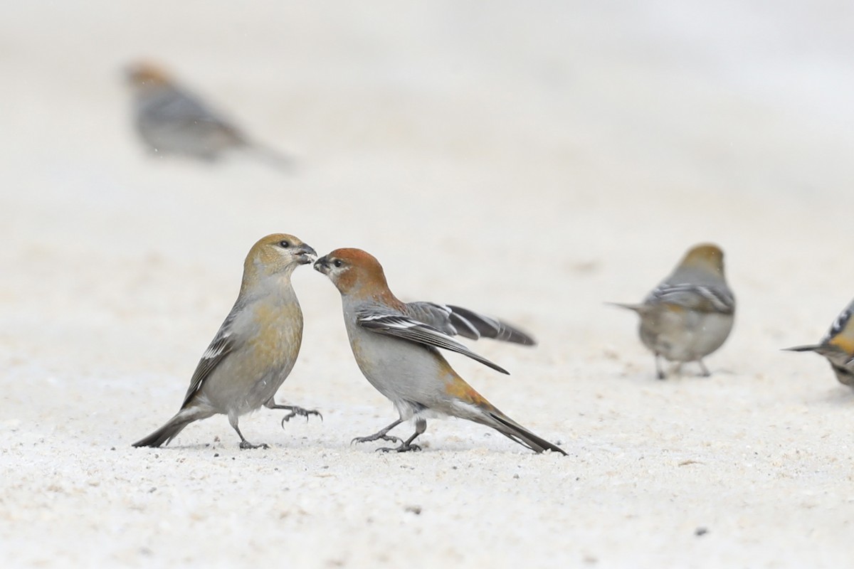 Смеречник тайговий (підвид leucura) - ML647424345