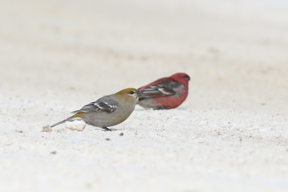 Смеречник тайговий (підвид leucura) - ML647424346