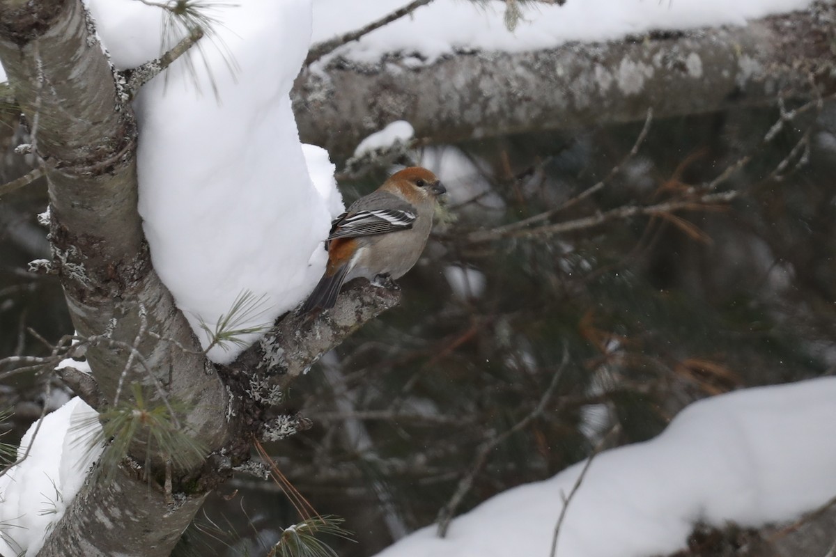 Смеречник тайговий (підвид leucura) - ML647424347