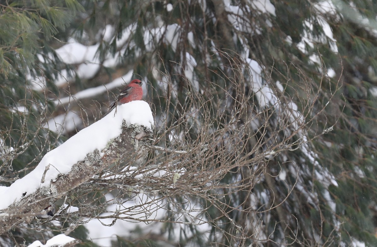 Смеречник тайговий (підвид leucura) - ML647424348