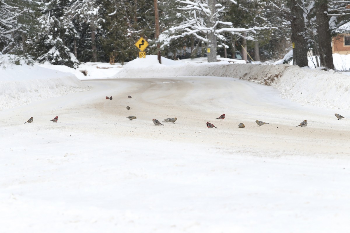 Смеречник тайговий (підвид leucura) - ML647424349