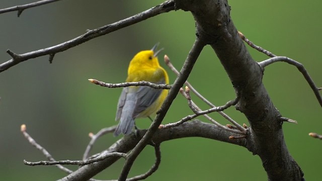 Prothonotary Warbler - ML647424357