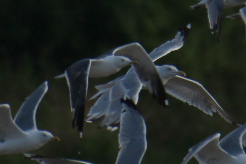 Lesser Black-backed Gull (intermedius/graellsii) - ML647424362