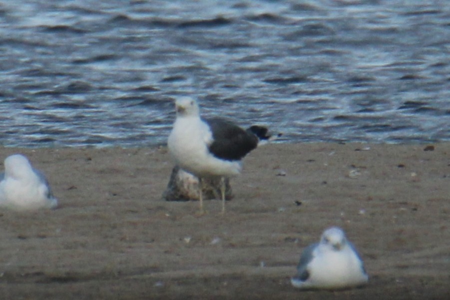 Lesser Black-backed Gull (intermedius/graellsii) - ML647424363