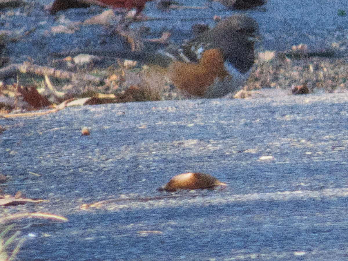 Spotted Towhee - ML647424377