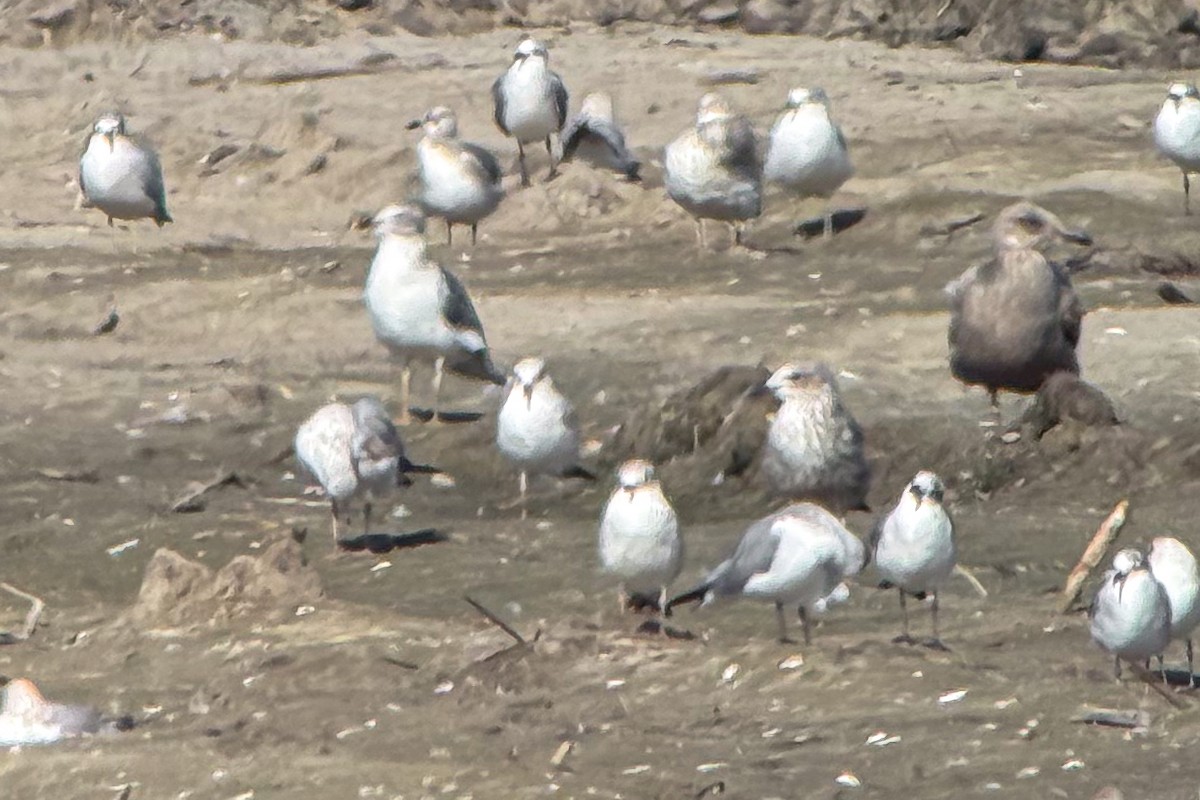 Lesser Black-backed Gull - ML647424379