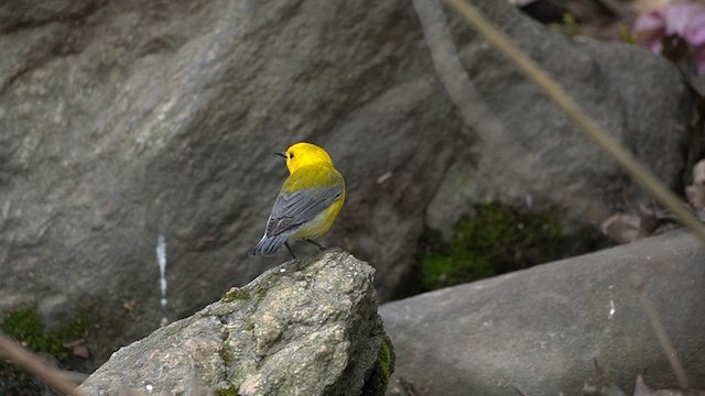 Prothonotary Warbler - ML647424391