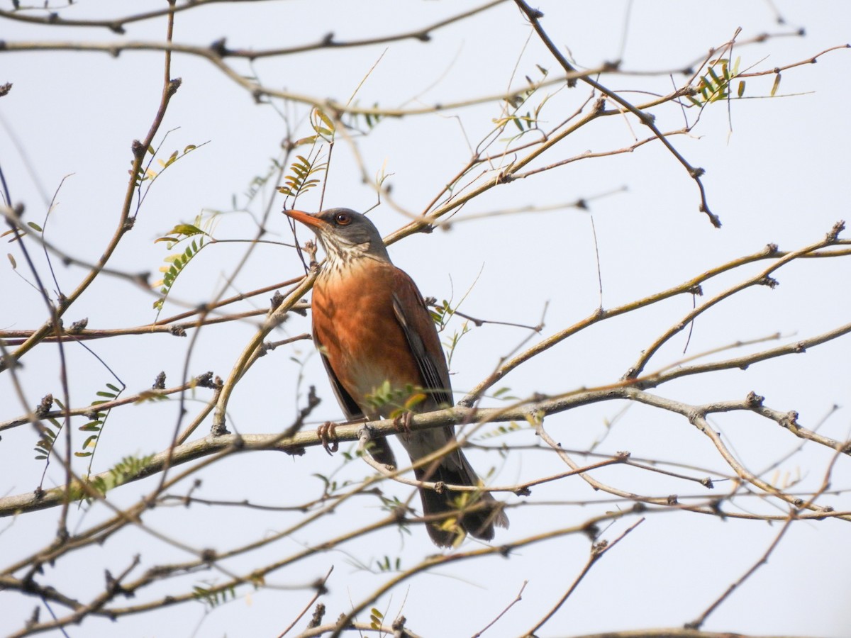 Rufous-backed Robin - ML647424393