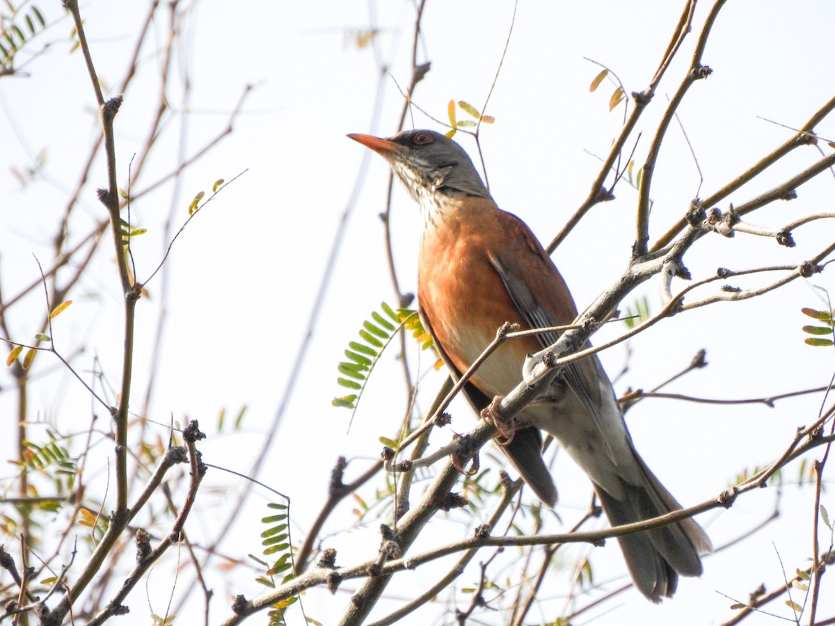 Rufous-backed Robin - ML647424394