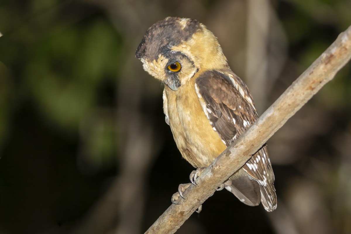 Buff-fronted Owl - ML647424406