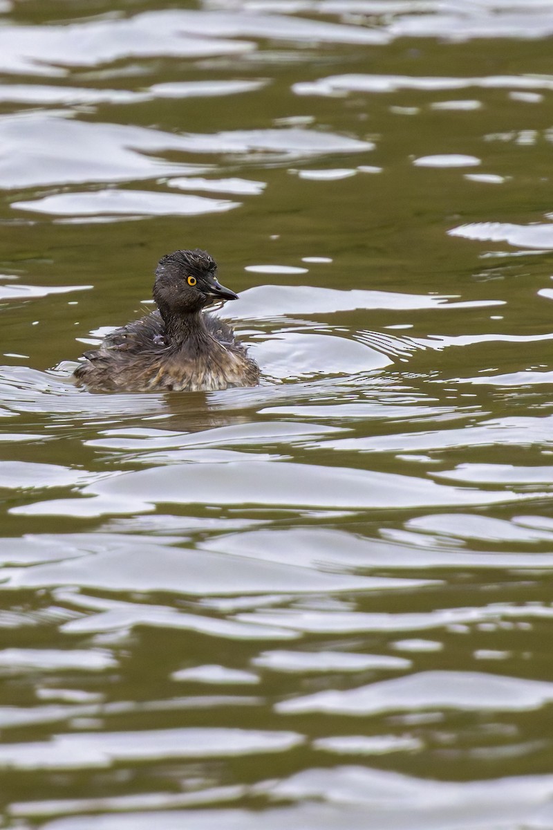 Least Grebe - ML647424412
